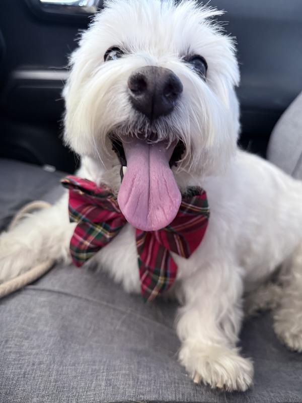 Willow ready for Christmas