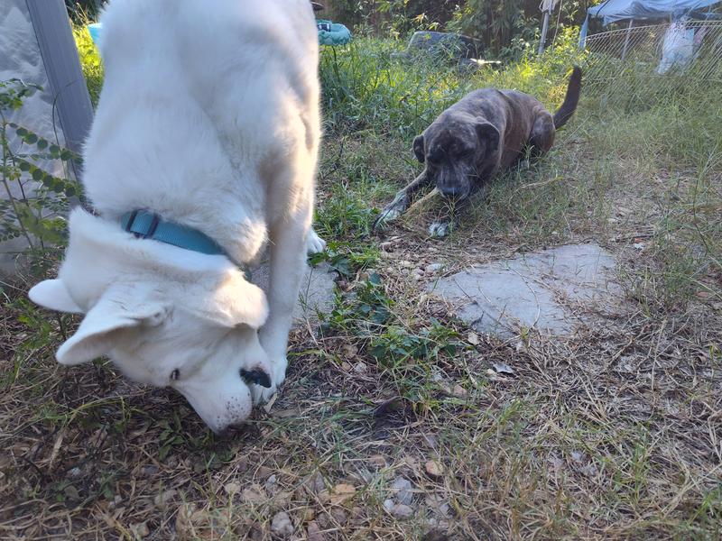 Chewing away at the treats
