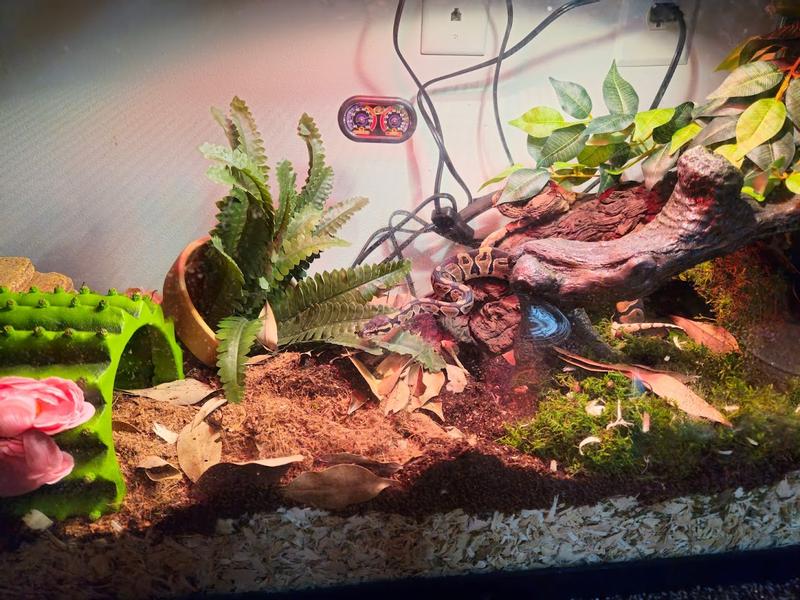 In comparison to my enclosure