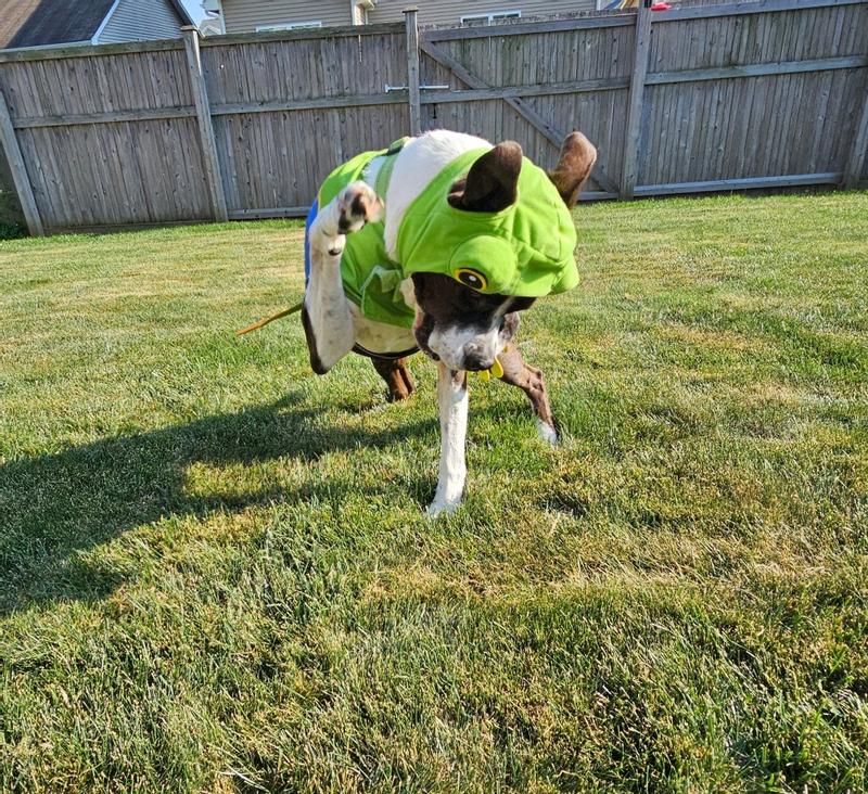 Happy dancing "Dog Frog"