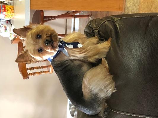 Beau, King of the Castle