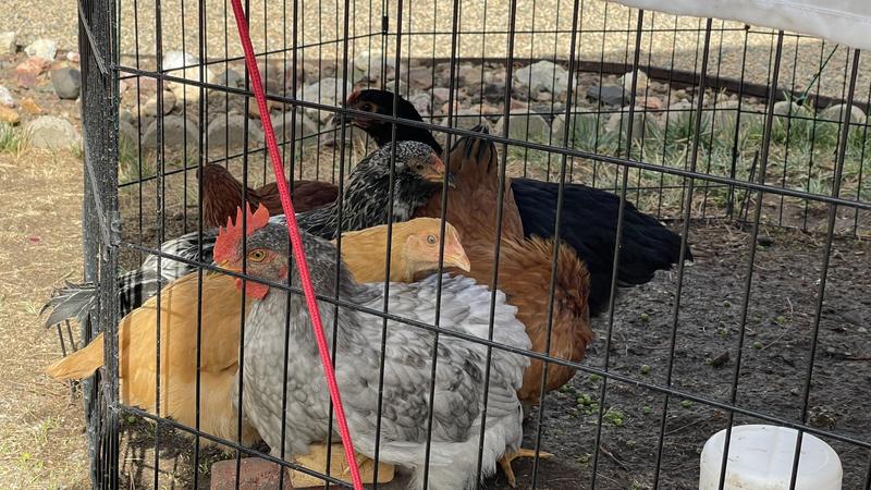 They’re safely supervising the building of their coop & run.