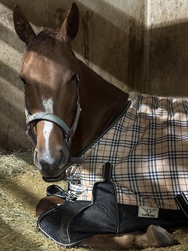 Happy horse, happy owner