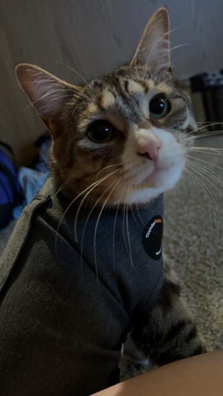 Mango is very relaxed with her thundershirt on