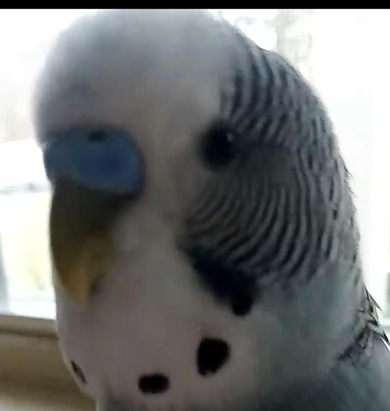 He's come a long way. Extremely scared of everything, but hes talking now and comes to me! 😊