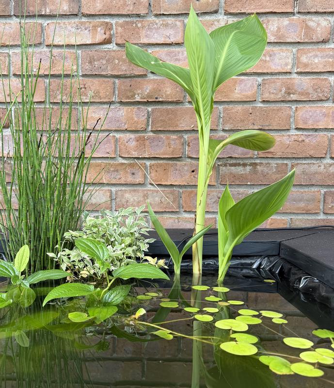In my pond, only one order after a few weeks
