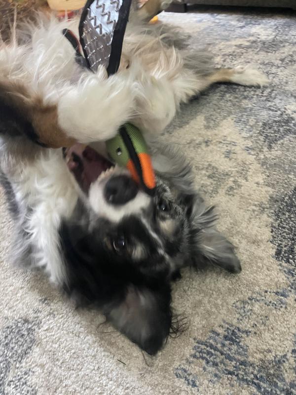 Insists on playing like a cat