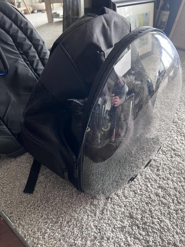 Cat exploring and chilling in backpack on her own