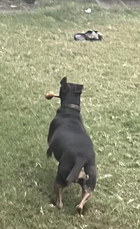 Tail wagging good … not going to share