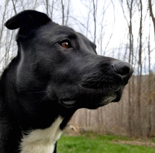 My girl 'Pup'