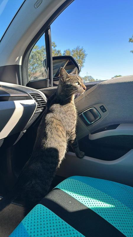 Outdoor cat’s healthy coat