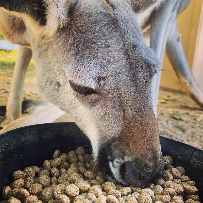 Enjoying his food from Chewy!