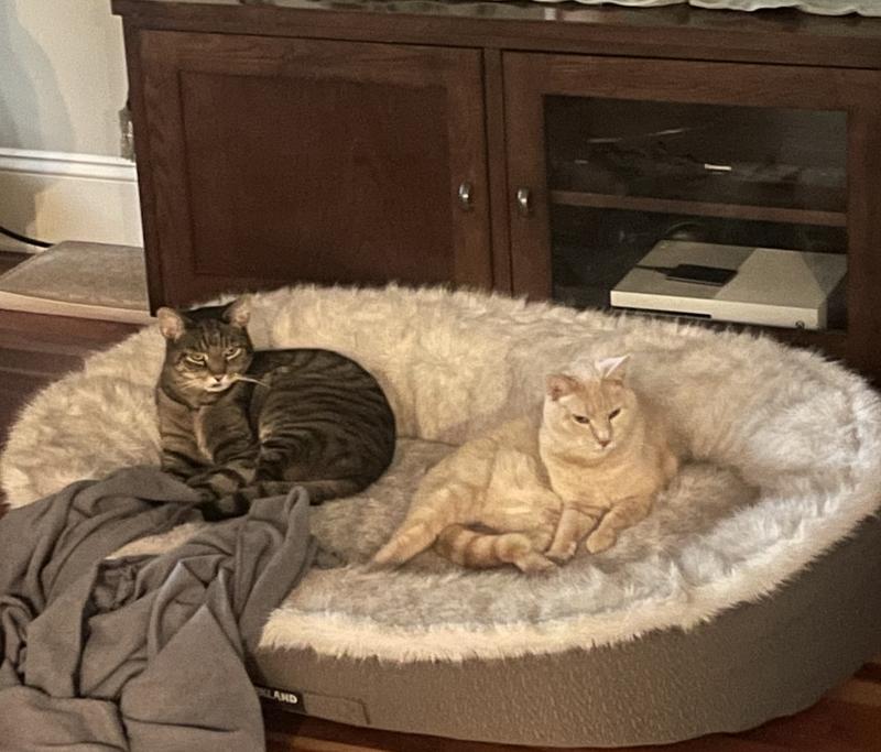 Dexter and Remy , kings of the dog bed.