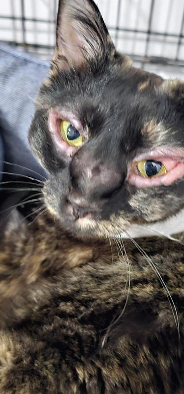 Sweet Chloe is being treated for Histoplasmosis (black mold spores)