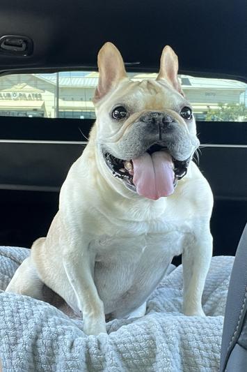 Happy and healthy 8 year old French Bulldog, Bison