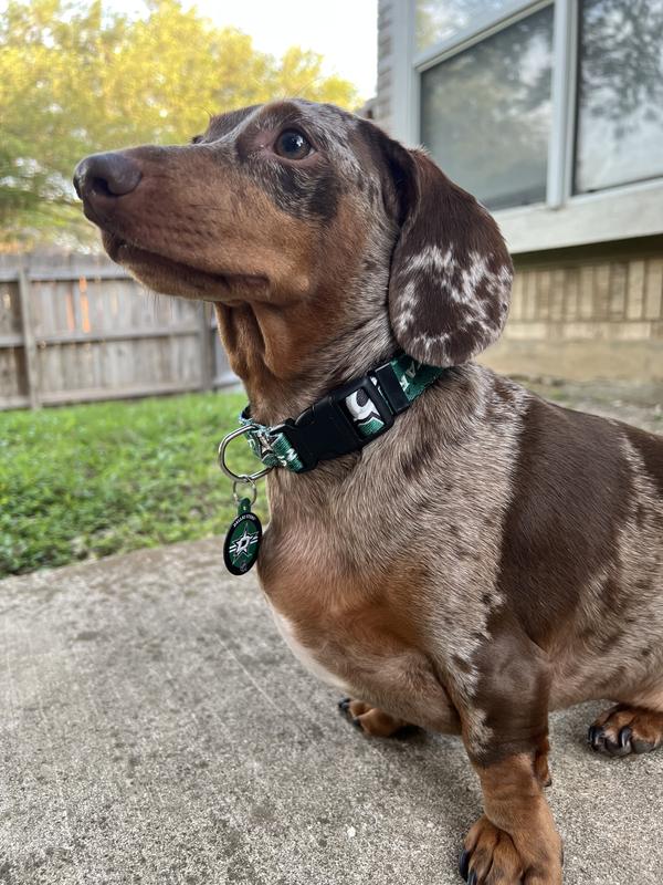 My boy Moose stuntin