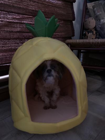 Chewy pineapple clearance bed