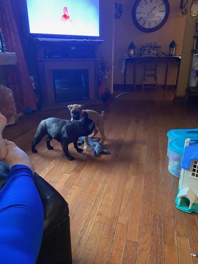 Boxer and Frenchy.