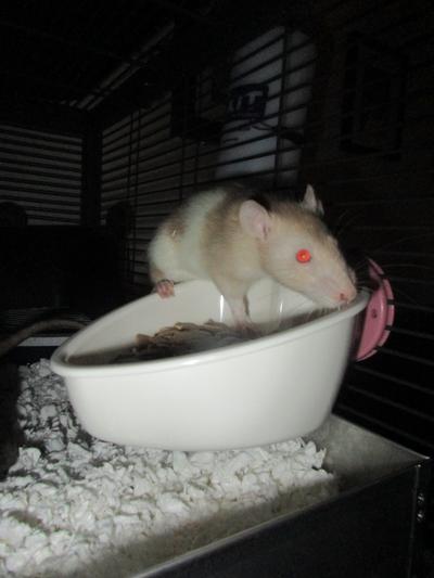 Rose, a 9 week old baby rat