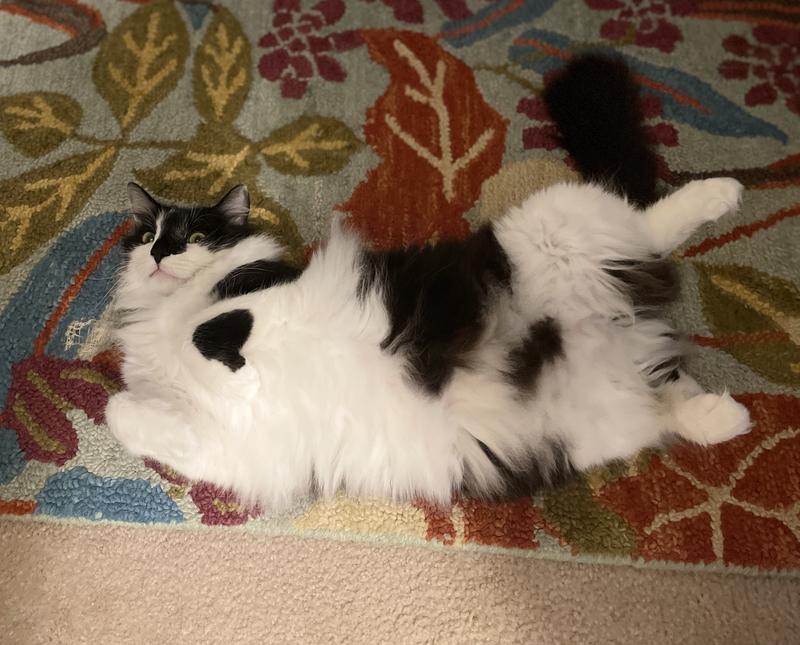 Mister with a fully belly
