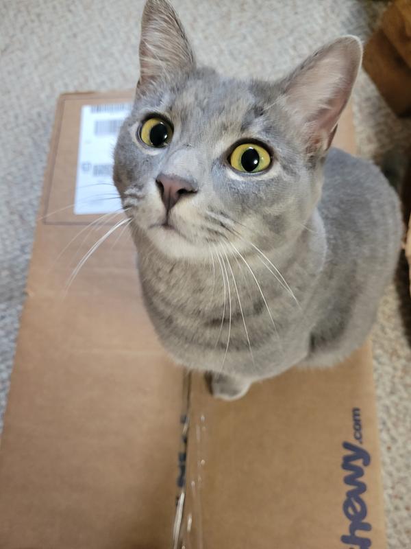 I want in the Chewy box