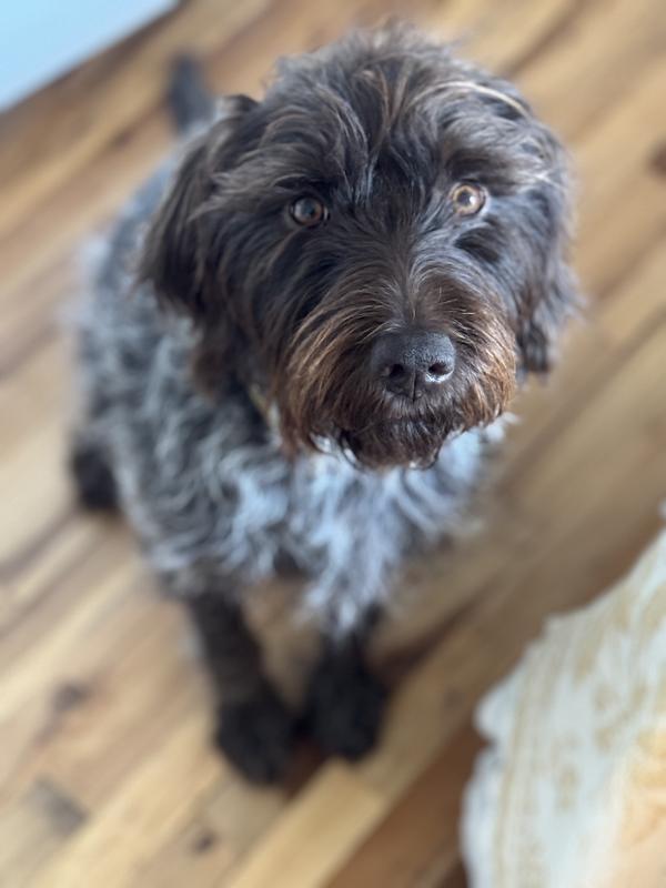 The face of a dog that ate her “long lasting” bone too quickly and now wants another one.