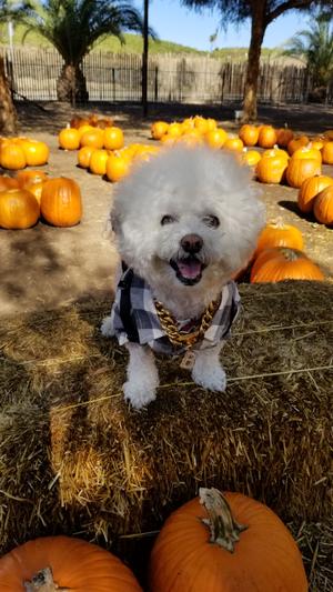 @_im_littlebear at the pumpkin patch Fall 2021