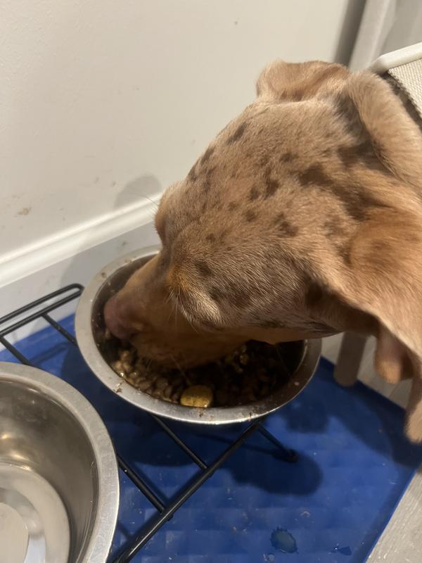 Enjoying his breakfast this morning.