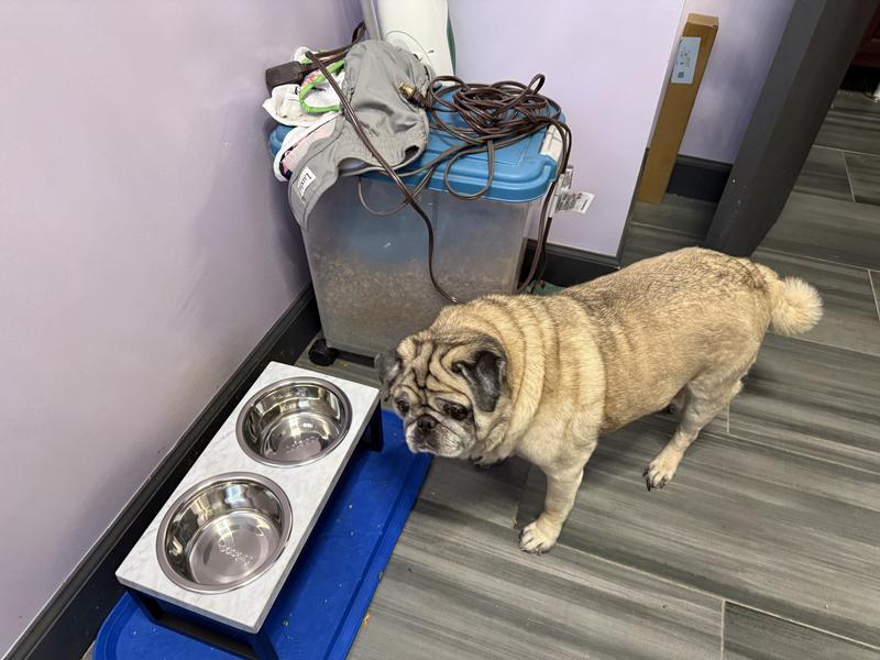 Frisco Marble Print Stainless Steel Double Elevated Dog Bowl