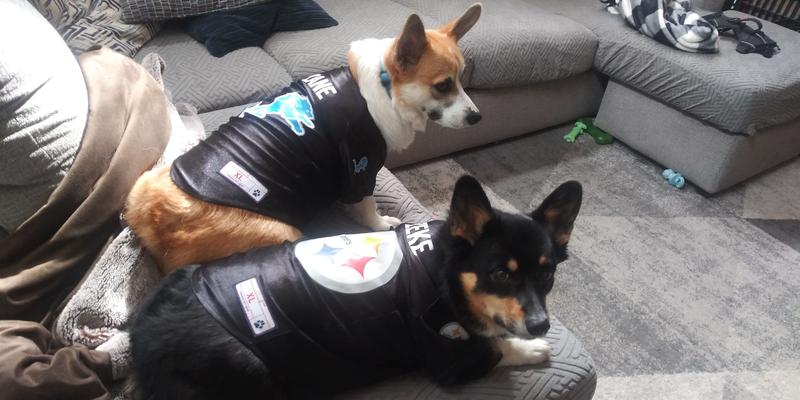 Officially Licensed NFL Stretch Pet Jersey in XL