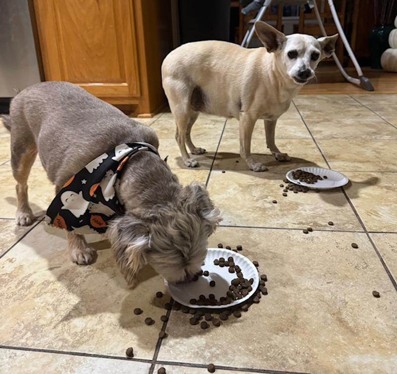 Zelda and Sasha love this food!
