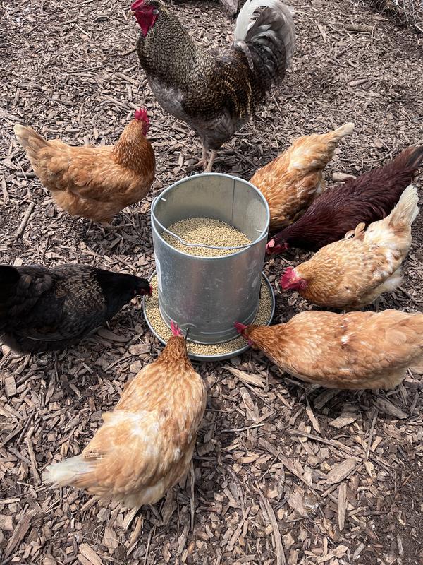 NUTRENA NatureWise Nourishing Layer 18% Protein Bits Chicken Feed