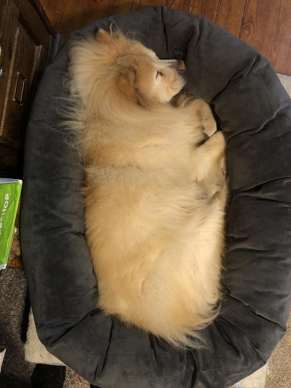 FRISCO Velvet Round Bolster Dog Bed w/Removable Cover, Gray, XLarge