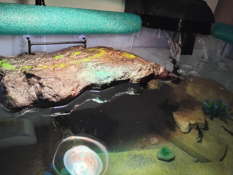 perfect size for my 2 year old turtle