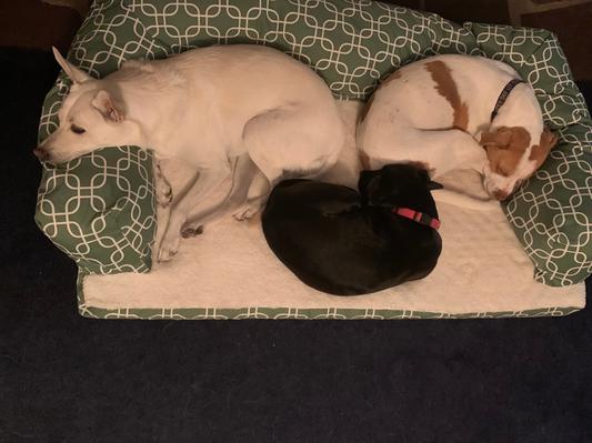 Applesauce(left) Penelope(middle) Jethro(right)