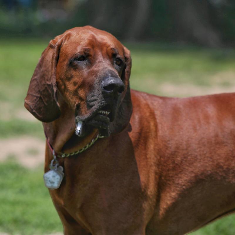 Shiny coat healthy dog