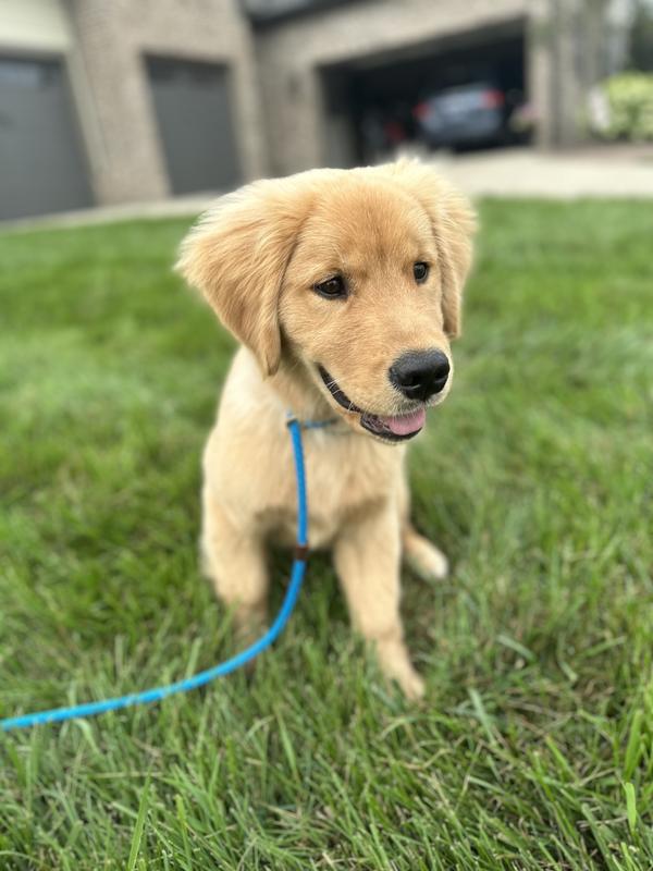 Chewy royal canin golden retriever outlet puppy