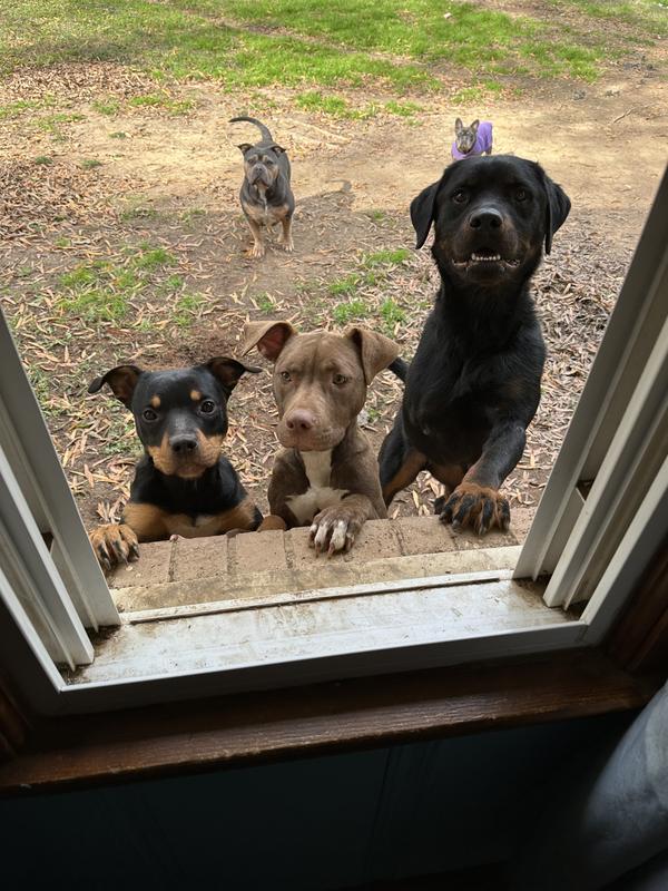 The happy triplets found their forever home