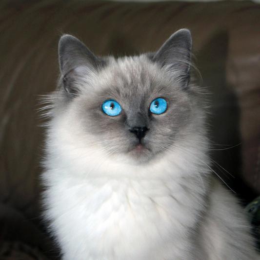 Gracie at 6 months - love her eyes!
