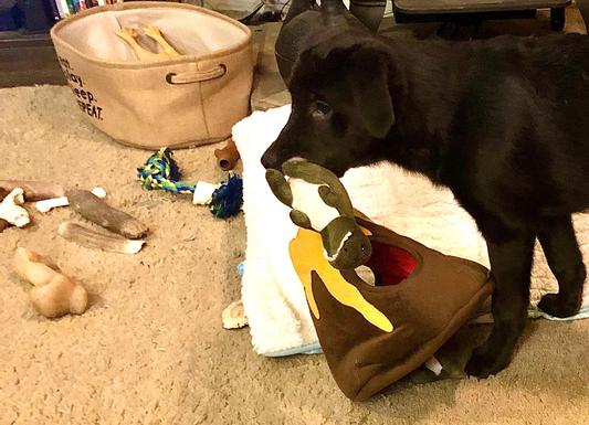 GOTCHA BY THE TAIL, you pesky little dino!