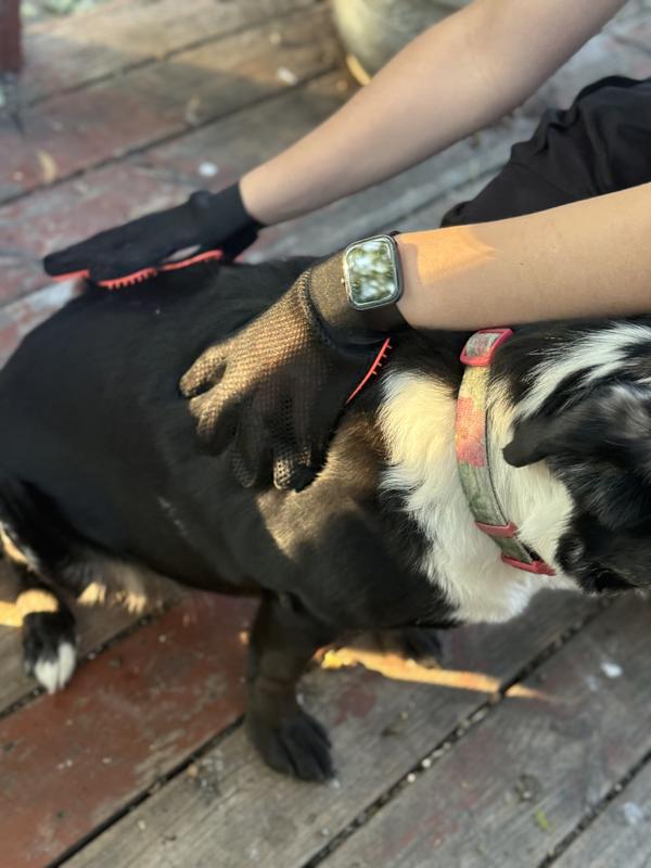 In dog heaven
