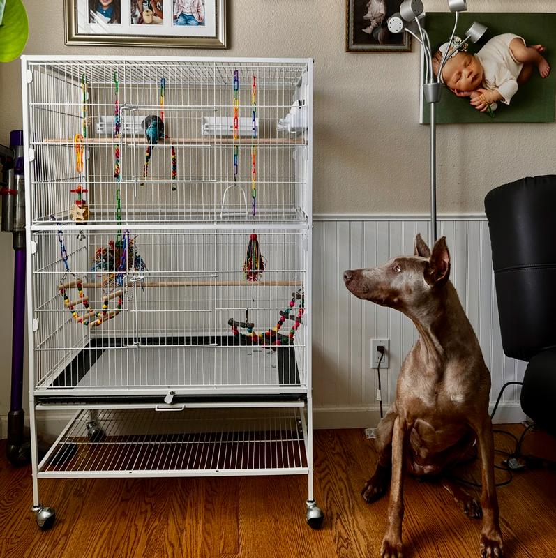 Tweet (bird) & Phoebe (dog)