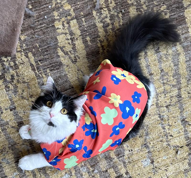 A stylish shirt for a stylish kitty