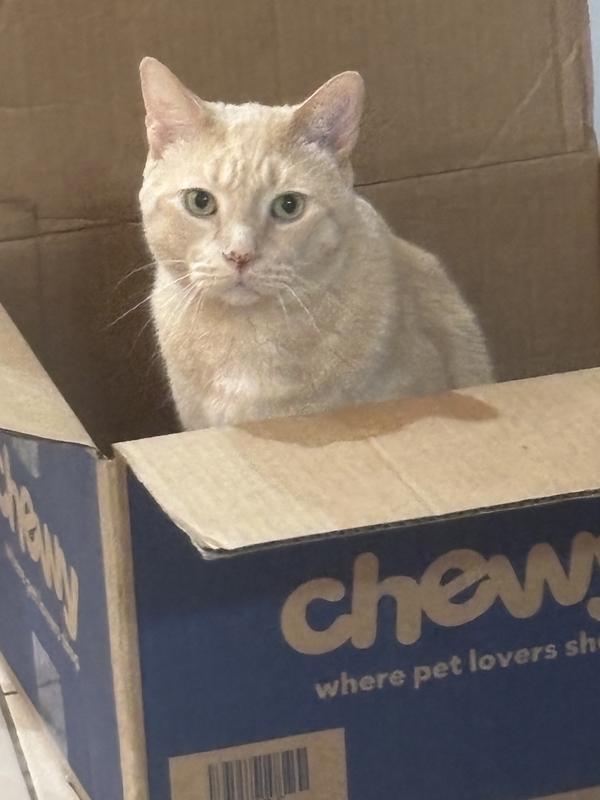 After his snack, a quick cat nap in his favorite Chewy bed!