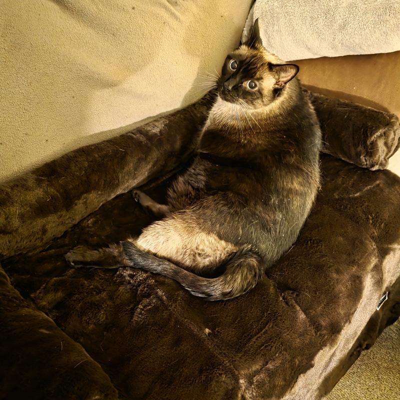 Lily loves her new bed.