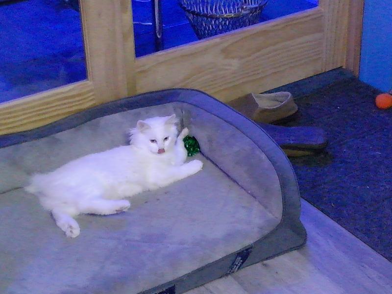 Miss Kitty resting with her green crinkle ball.