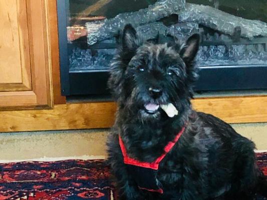Our Senior Cairn Grover