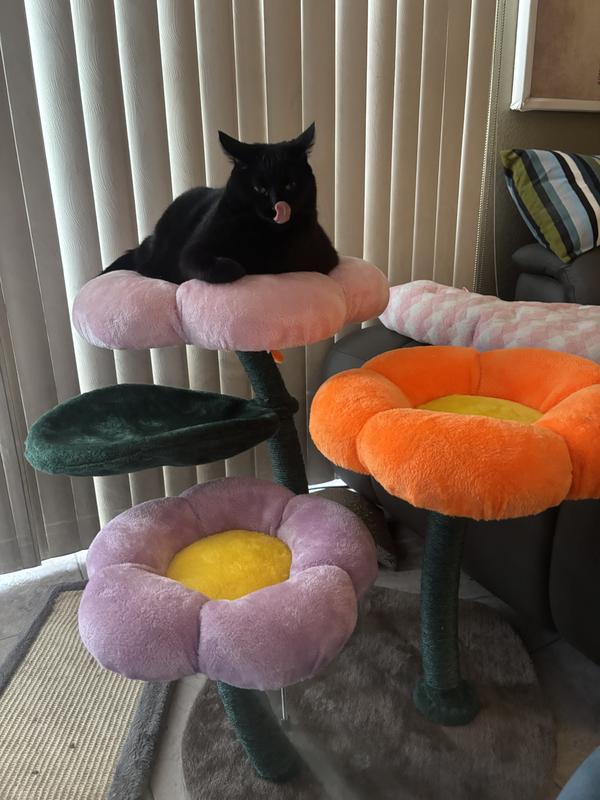 Princess Boo Boo Kitty on her new throne.