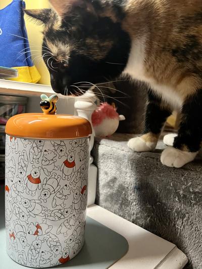 Cute treat jar approved by my cat :)