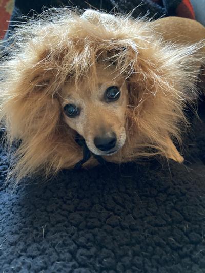 Cicely's lion mane costume for Halloween 2021